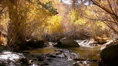 Busy mountain stream shrouded in fall color
