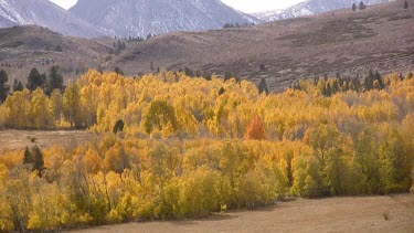 Shimmering fall forest belt thread majestic mountain slopes
