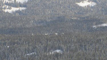 Mountains and thick forest in winter