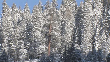 Sierra forest draped in winter coat