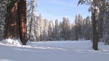 Sierra Sequoia forest draped in winter coat