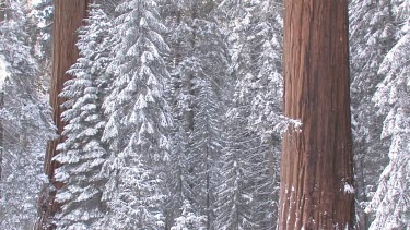 Sierra Sequoia forest draped in winter coat