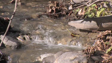 A rushing California stream