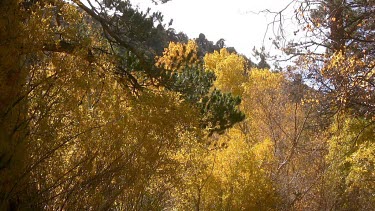 Golden forests of California