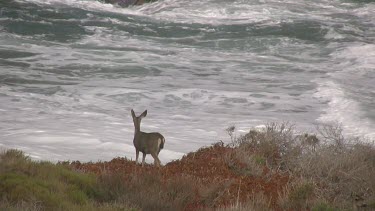 A small deer peers out over the swirling sea