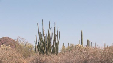 Desert valley with saguaro and organ pipe cactus