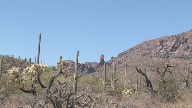 Desert valley with saguaro, cholla cactus, desert brush, rocky hills and blue sky