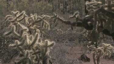Saguaro, cholla cactus and desert brush on hillside