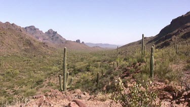 Desert valley with saguaro, cholla cactus, desert brush and rocky hills