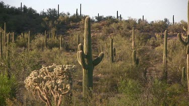 Saguaro, cholla cactus and desert brush on hillside