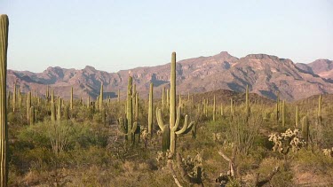 Desert valley with saguaro, desert brush and distant mountains