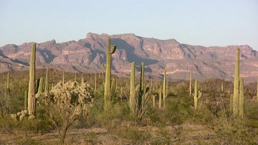 Desert valley with saguaro, desert brush, and distant mountains