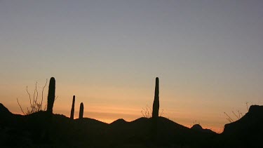 Desert valley with saguaro at sunrise or sunset