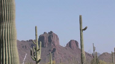Desert valley with saguaro, cholla cactus, desert brush, rocky hills and blue sky