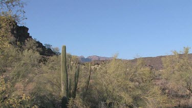 Desert valley with saguaro, desert brush, blue sky, distant rocky hills and mountains