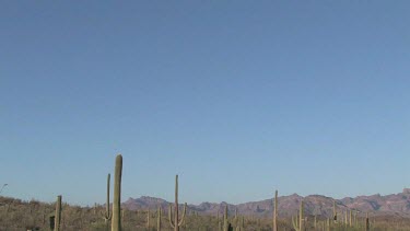 Desert valley with saguaro, desert brush, blue sky, distant mountains