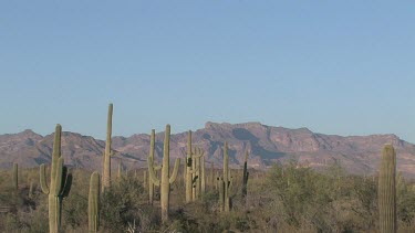 Desert valley with saguaro, desert brush, blue sky, distant mountains
