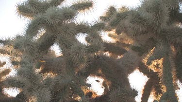 Looking up at large cholla cactus and blue sky