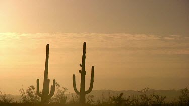 Desert valley with saguaro at sunrise or sunset