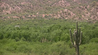 Lush desert valley with single saguaro and desert hills
