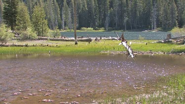 Sparkling lake and pond in alpine setting surrounding by forest