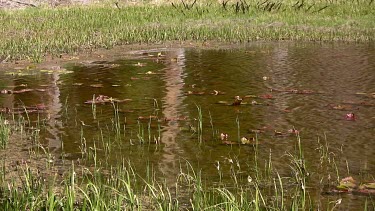 Rippling pond in alpine setting with lily pads, grassy banks, and reflection