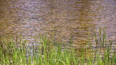 Rippling sparking pond in alpine setting with grassy bank