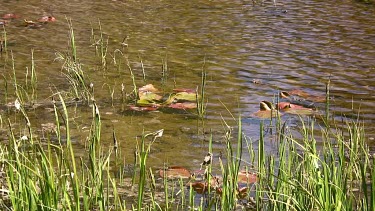 Rippling sparkling pond in alpine setting with lily pads and grassy bank