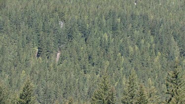 Thick evergreen mountain forest and stream