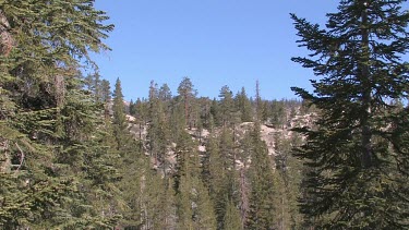 Evergreen forest and mountains