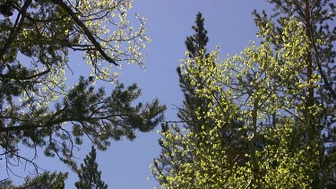 Looking up into the tall trees
