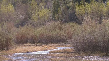 A silvery  stream in the Sierra backcountry