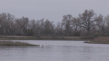 Quiet river and wetland with bird activity; the Missouri River headwaters