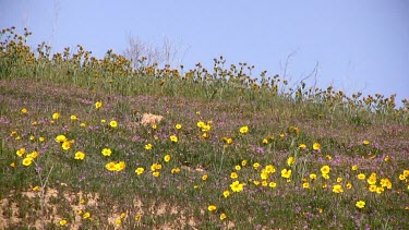 Wildflowers; multicolor on valley slope