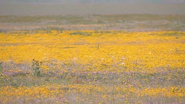 Wildflowers; soft carpet of multicolor covers valley plain