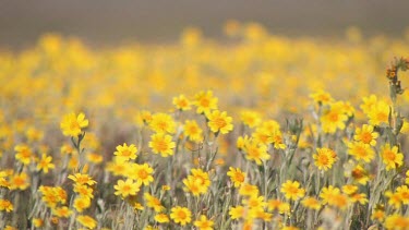 Wildflowers; yellow daisies close-up in valley breeze
