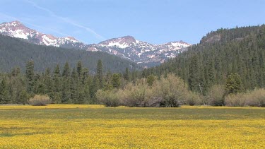 Wildflowers; soft carpet of gold covers valley meadow