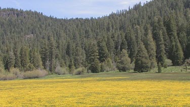 Wildflowers; soft carpet of gold covers valley meadow