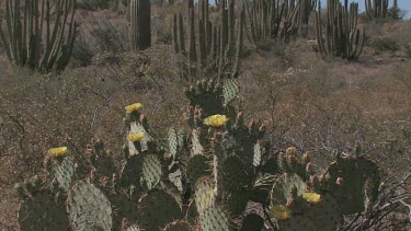 Wildflowers; the Prickly Pear cactus