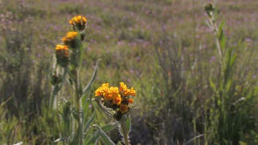 Wildflowers; Orange and Gold close-up in valley breeze
