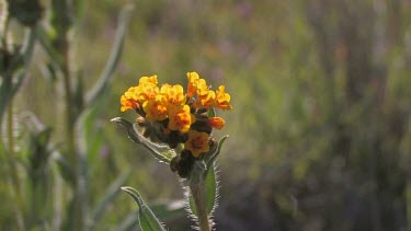 Wildflowers; Orange and Gold close-up in valley breeze