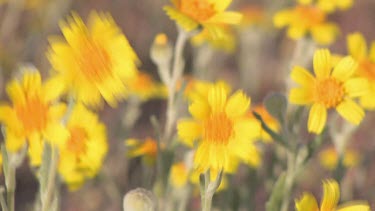Wildflowers; yellow daisies close-up in valley breeze