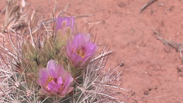 Wildflowers; pink cactus flowers, Whipple's Fishhook