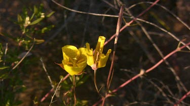 Wildflowers; small yellow flowers in close-up