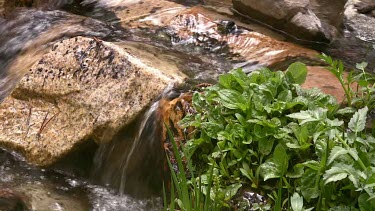 Clear, sparkling spring stream high in the Sierra