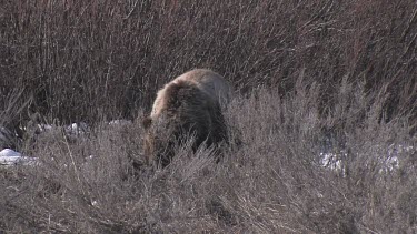 Grizzly bear in forest