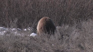 Grizzly bear in forest