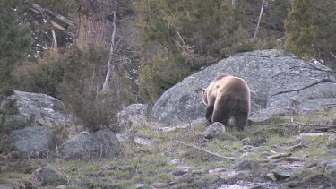 Grizzly bear on mountain slope