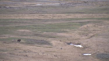 Grizzly bear far out on valley plain with coyote nearby