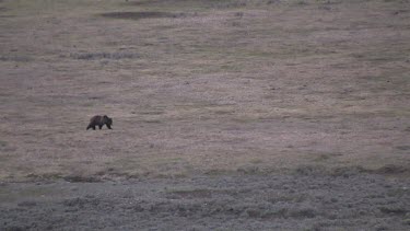 Grizzly bear far out on valley plain with coyote nearby